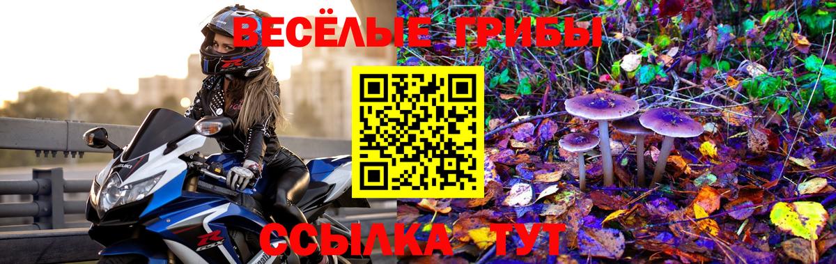 Псилоцибиновые грибы Cubensis Энгельс